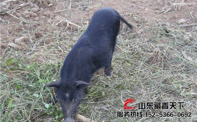 回收藏香猪
