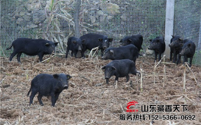 藏香猪资料