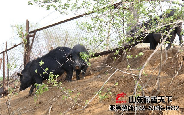 藏香猪和黑猪
