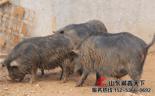 山东藏香猪