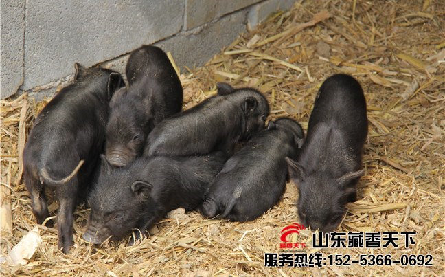 藏香猪引种
