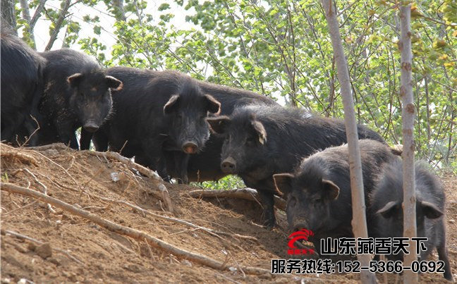 山东省藏香猪公司