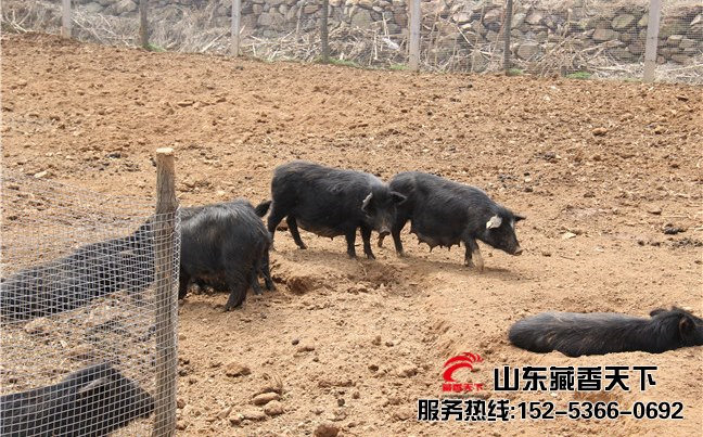 拉萨市藏香猪