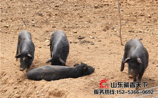 藏香猪方案