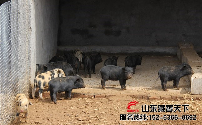 西藏藏香猪
