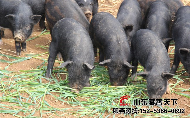 藏香猪市场需求
