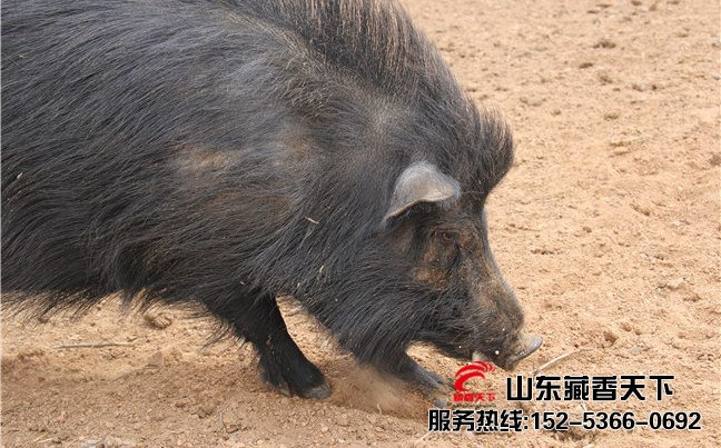 林芝纯种藏香猪种猪