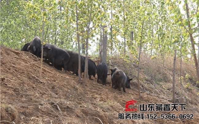 香格里拉藏香猪肉