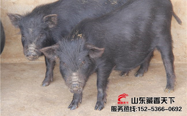 藏香猪和香猪养殖区别