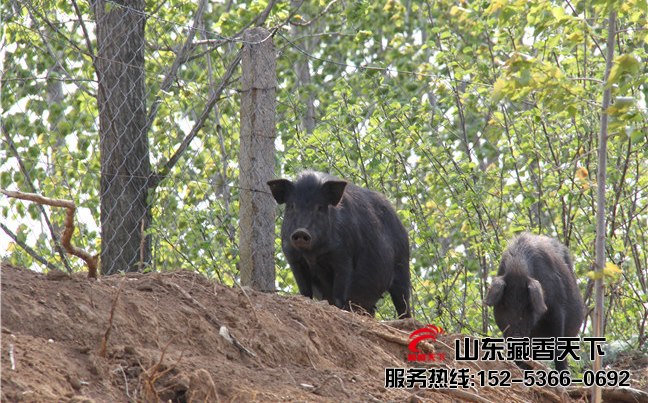 山东藏香猪养殖技术