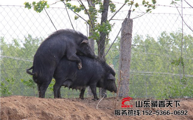 藏香猪哪里卖