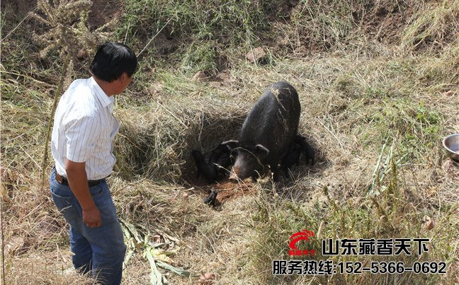 藏香猪引种