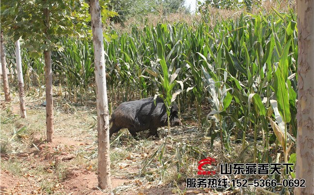 想养藏香猪