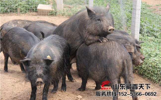 藏香猪种猪多少钱一头