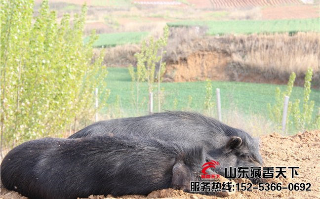 回收藏香猪