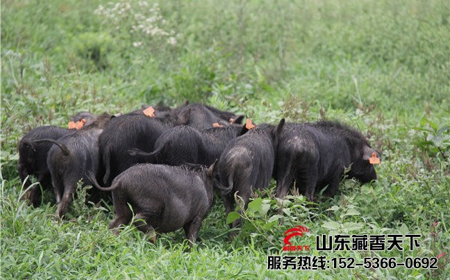 林芝藏香猪图片