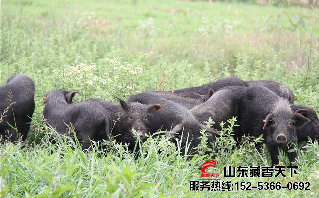 养藏香猪案例