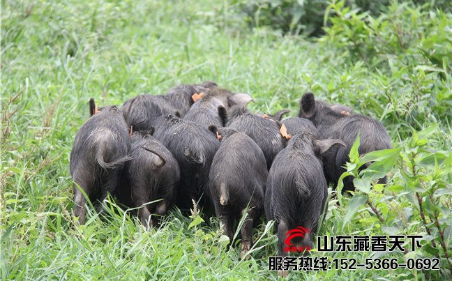 藏香猪品种