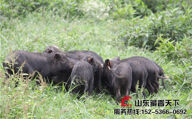 养藏香猪案例