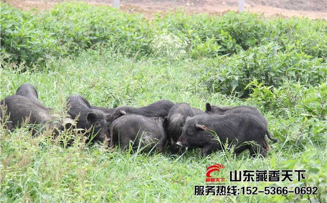 养藏香猪案例