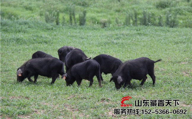 林芝藏香猪图片