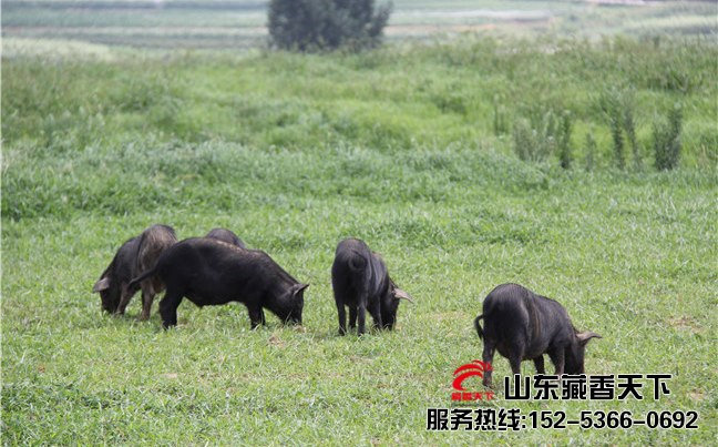 藏香猪养殖前景