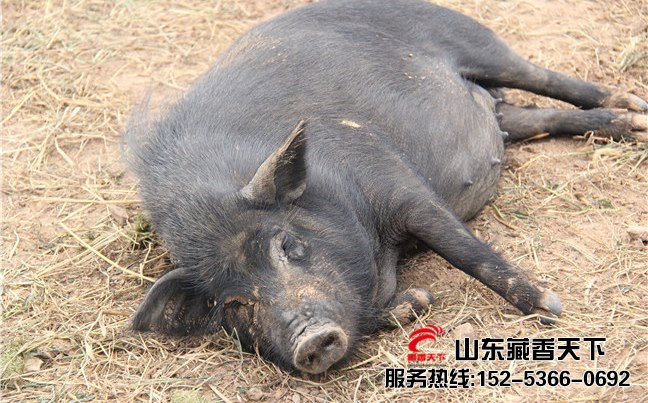 西藏香猪能圈养吗