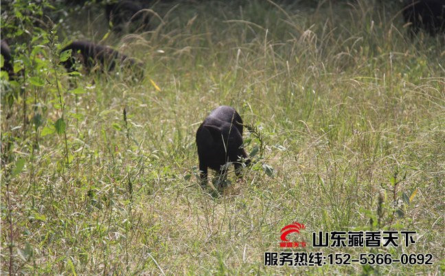 藏香猪冬天吃什么