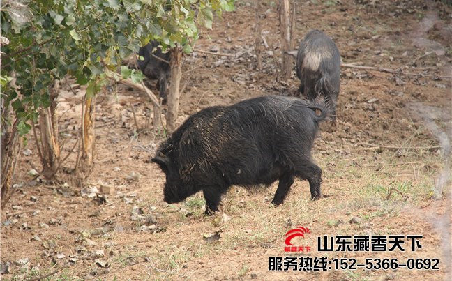 藏香猪厂家