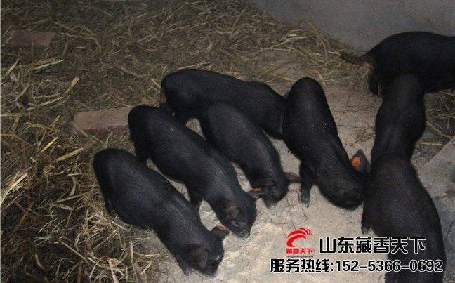 藏香猪饲料