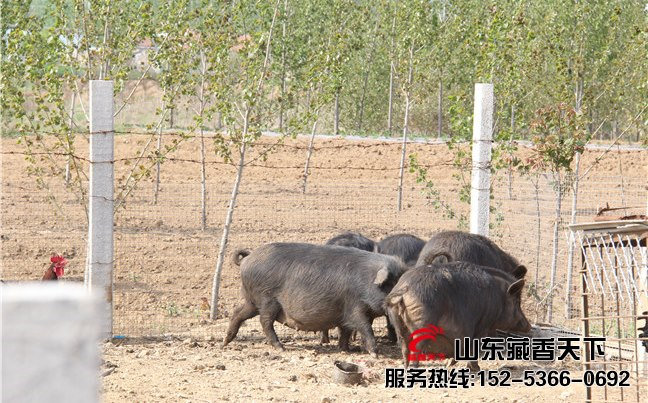 藏香猪繁殖