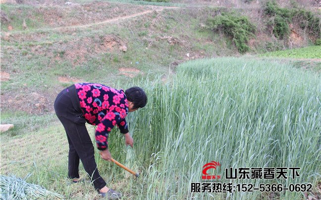 香格里拉藏香猪养殖场