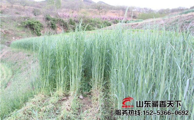 藏香猪扩繁