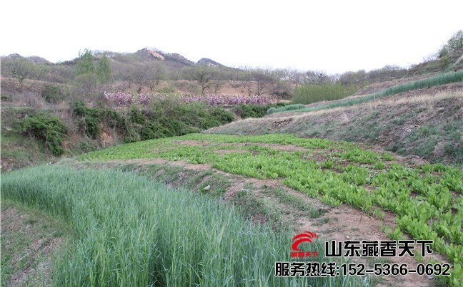 回收藏香猪