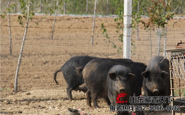 山东藏香猪养殖场