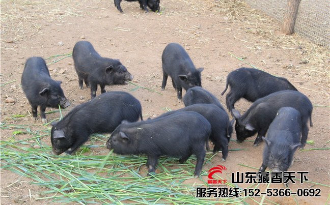 高原藏香猪