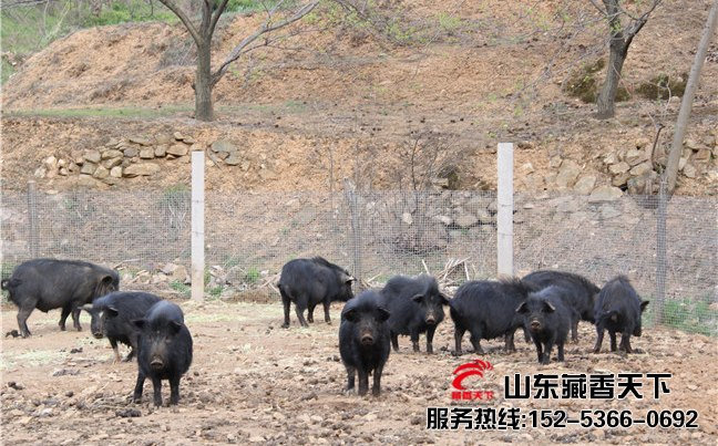 藏香猪养殖周期