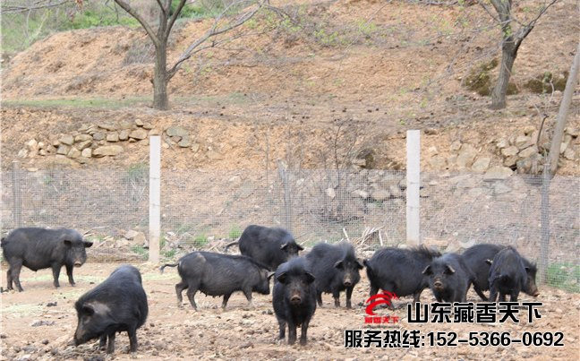 西藏香猪养殖场
