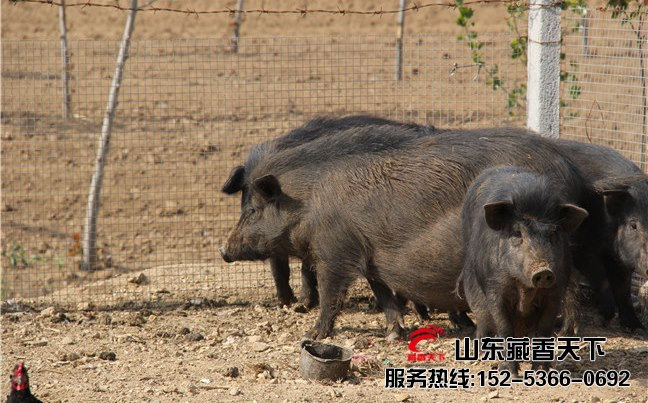 藏香猪和香猪养殖区别