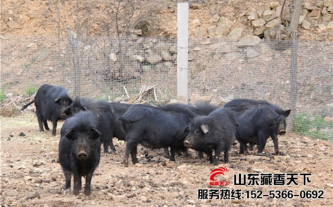 西藏香猪养殖场