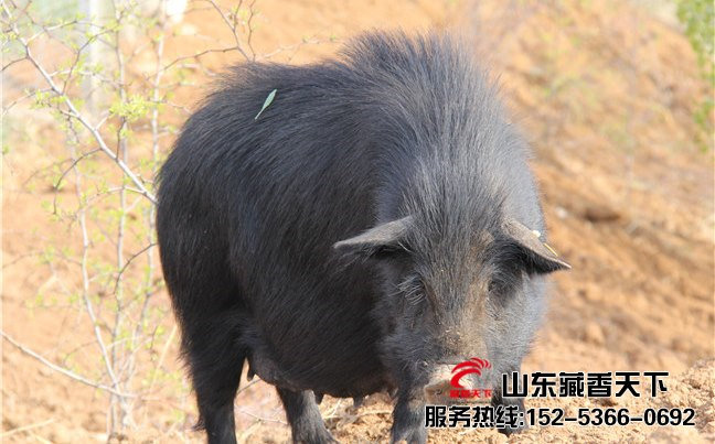 东北藏香猪