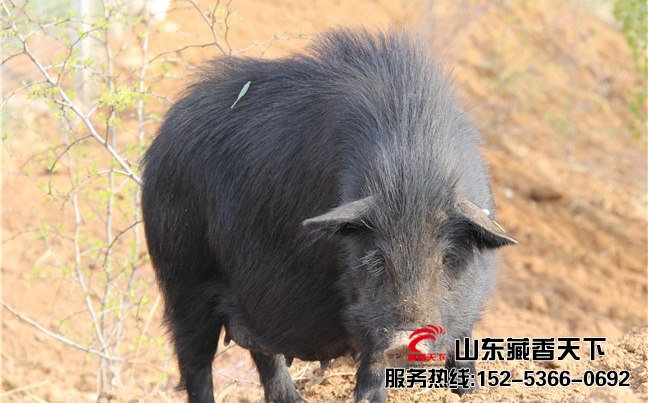 林芝藏香猪图片