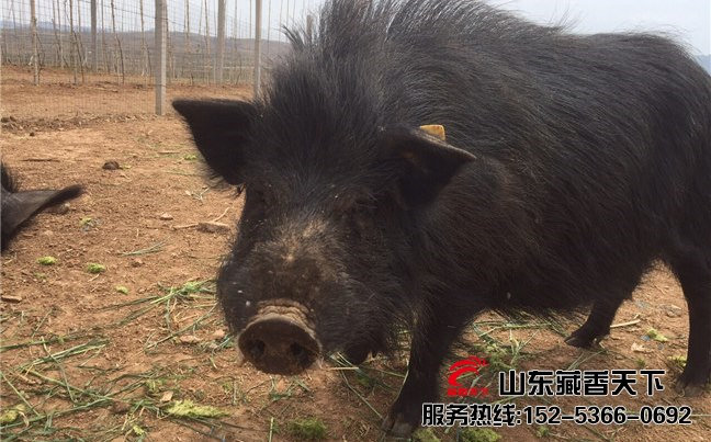 藏香猪饲料