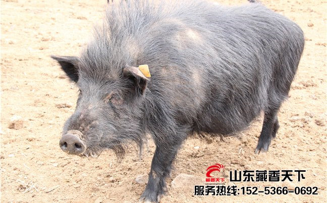 藏香猪饲料