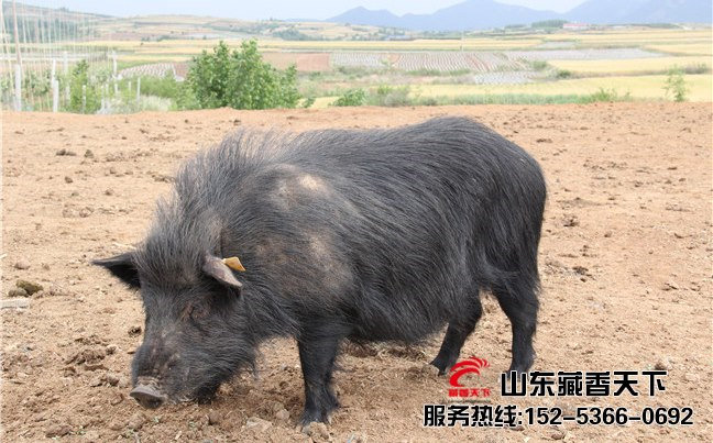 西藏对藏香猪的需求