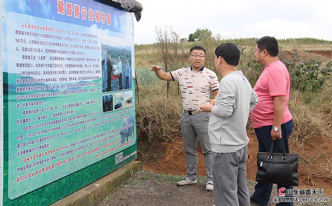 参观合作社养殖户的藏香猪养殖基地