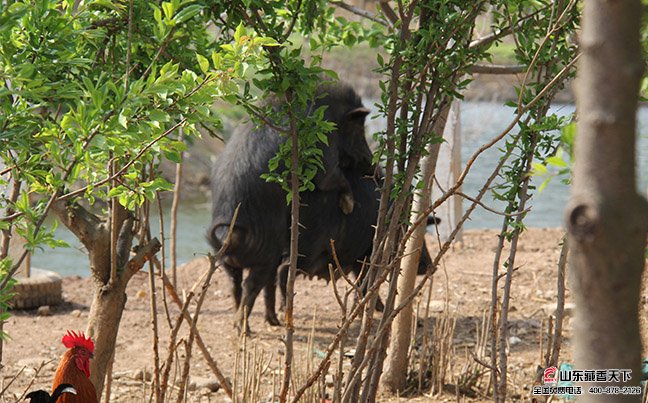 藏香猪养殖属于绿色原生态养殖