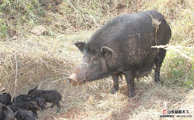 藏香猪母猪要进行产前消毒