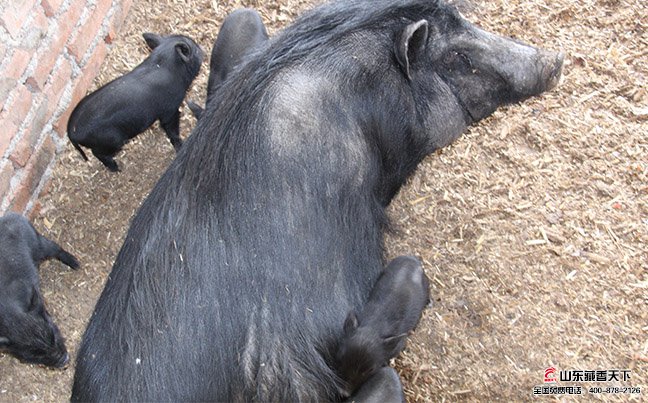 藏香猪妊娠时间的推算在养殖过程中很重要