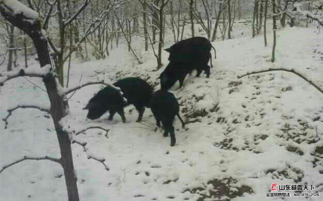 下大雪期间尽量把藏香猪赶到猪舍